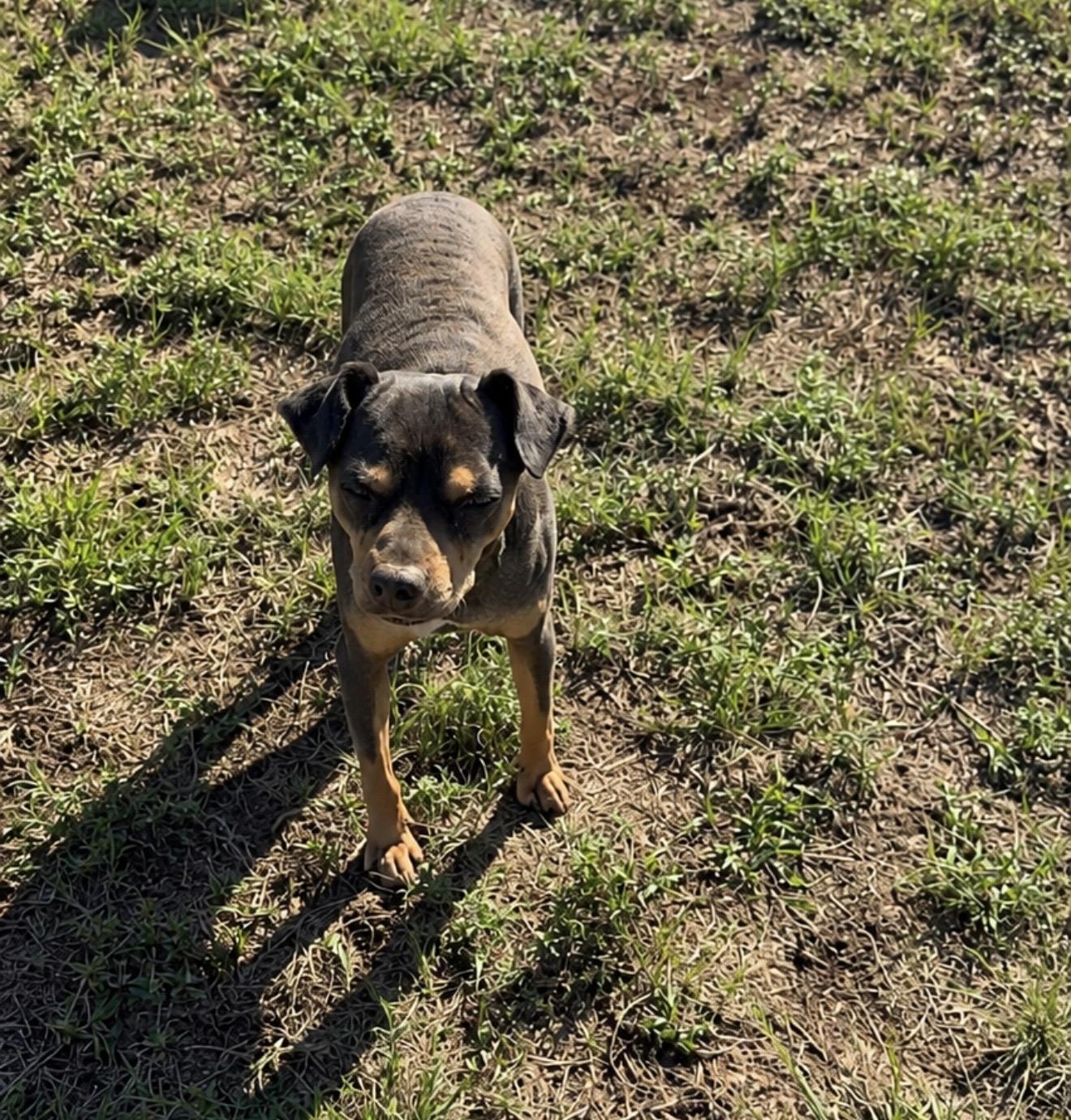 Enlarge Amos, a Adoptable mixed breed in Pelham, NH image 2/5