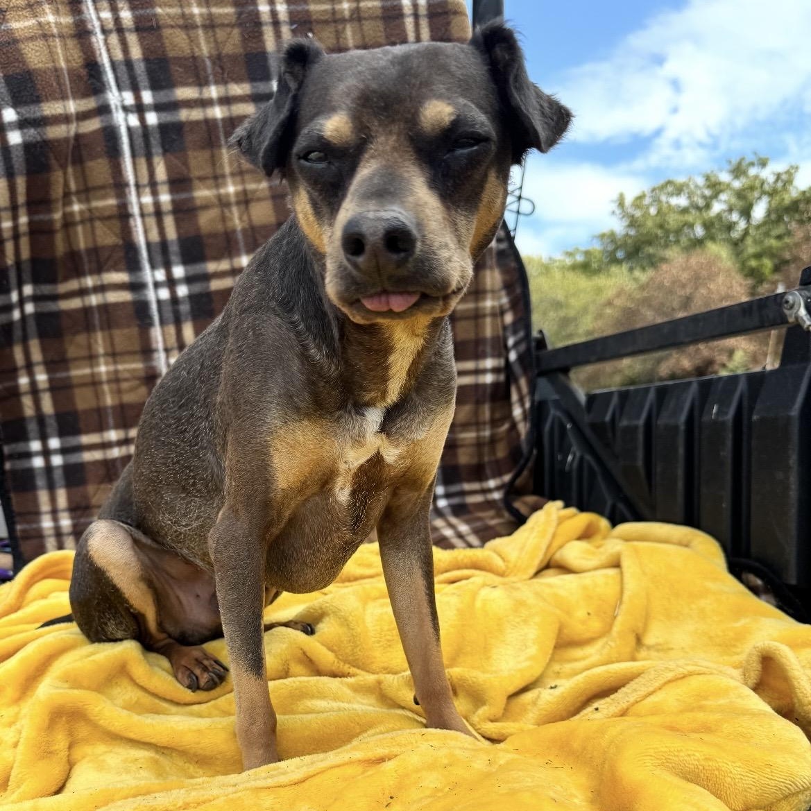Enlarge Amos, a Adoptable mixed breed in Pelham, NH image 4/5