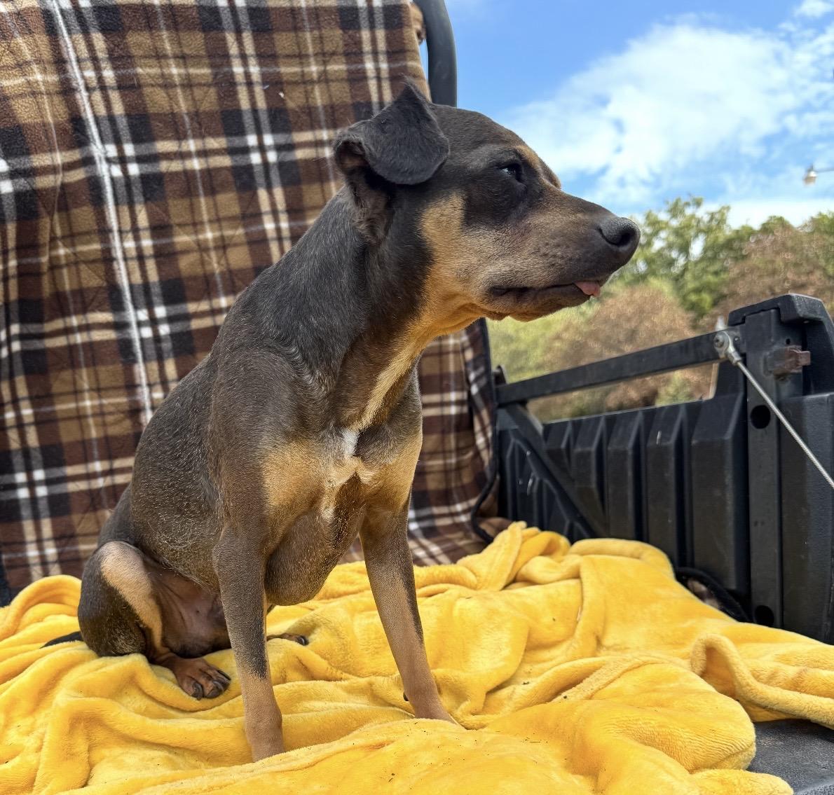 Enlarge Amos, a Adoptable mixed breed in Pelham, NH image 5/5