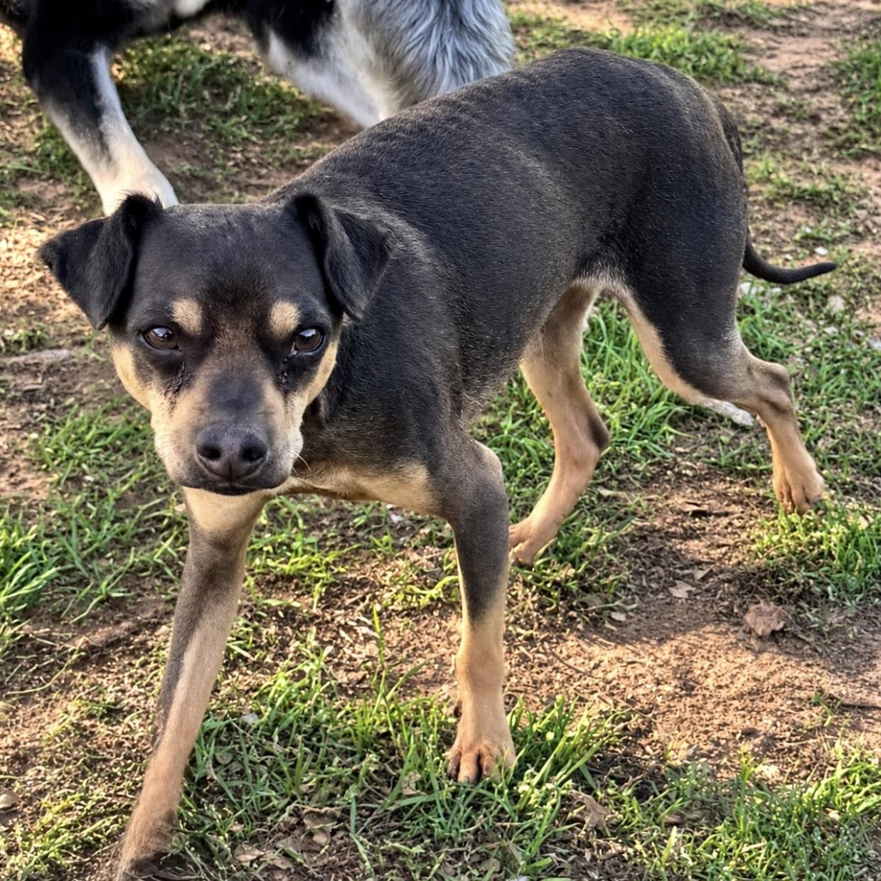 Enlarge Amos, a Adoptable mixed breed in Pelham, NH image 3/5