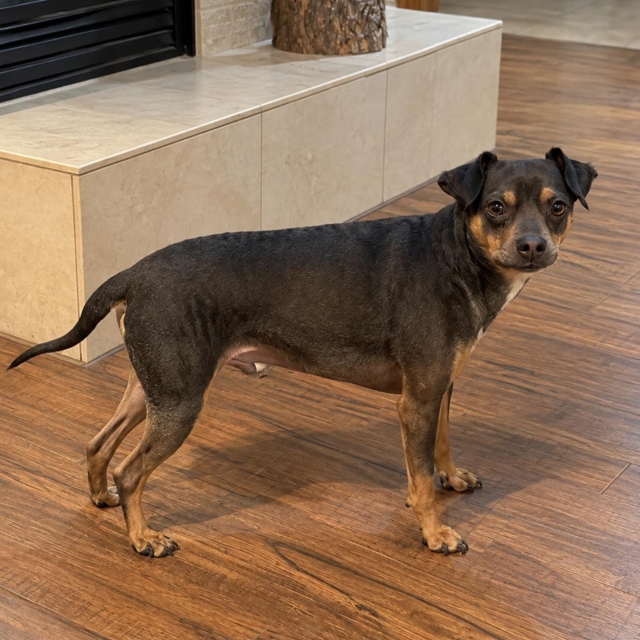 Amos, Adoptable, Adult Male Chihuahua.