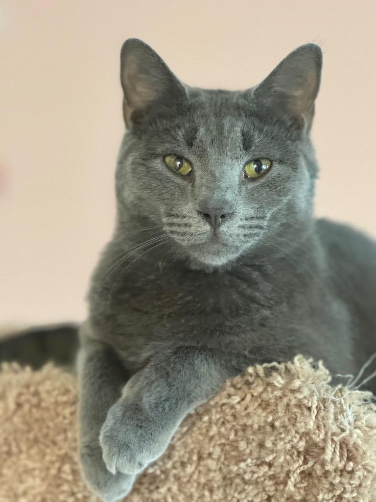 Kevan, Adoptable, Adult Male Domestic Short Hair.