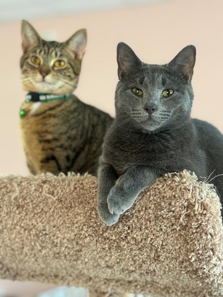 Kevan, Adoptable, Adult Male Domestic Short Hair.