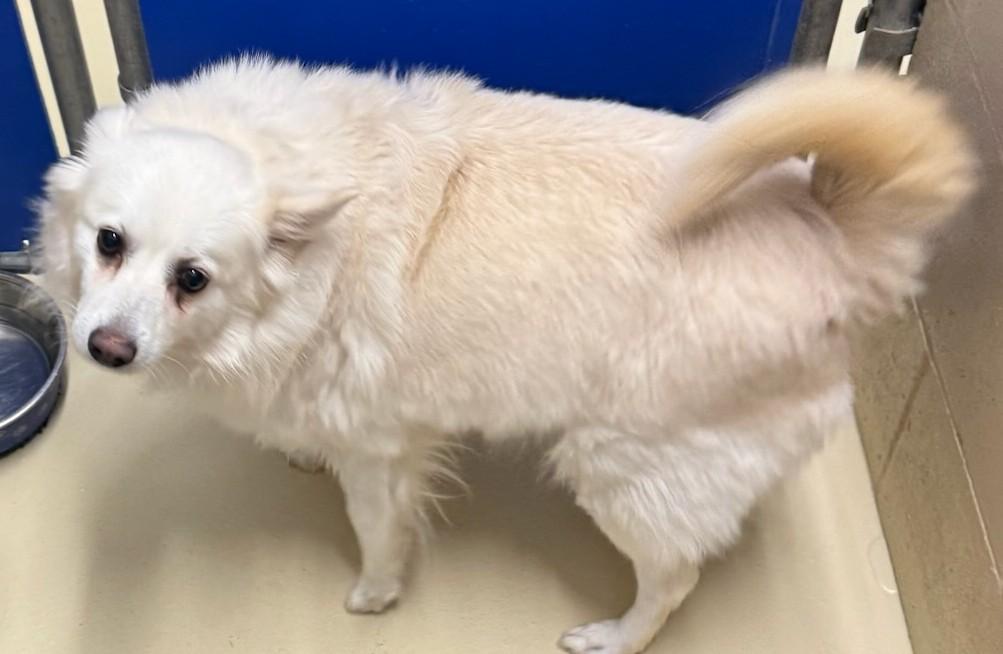 Beatrice, ADOPTABLE, Adult Female American Eskimo Dog.