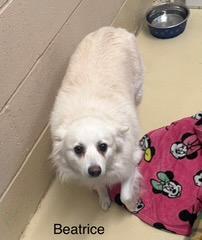 Beatrice, a ADOPTABLE mixed breed in Mauston, WI image 2/3