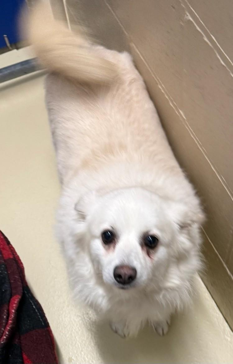 Beatrice, a ADOPTABLE mixed breed in Mauston, WI image 3/3