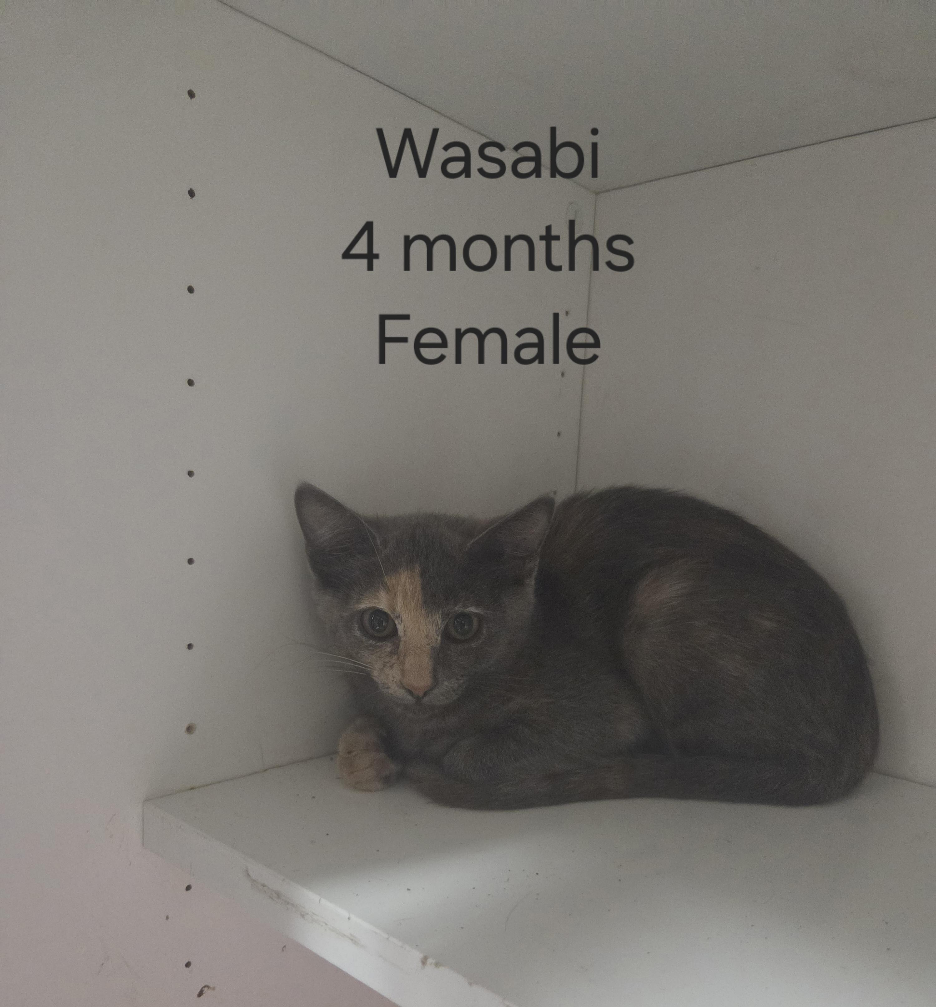 Enlarge Wasabi, a Adopted Domestic Short Hair in Oklahoma City, OK image 2/3