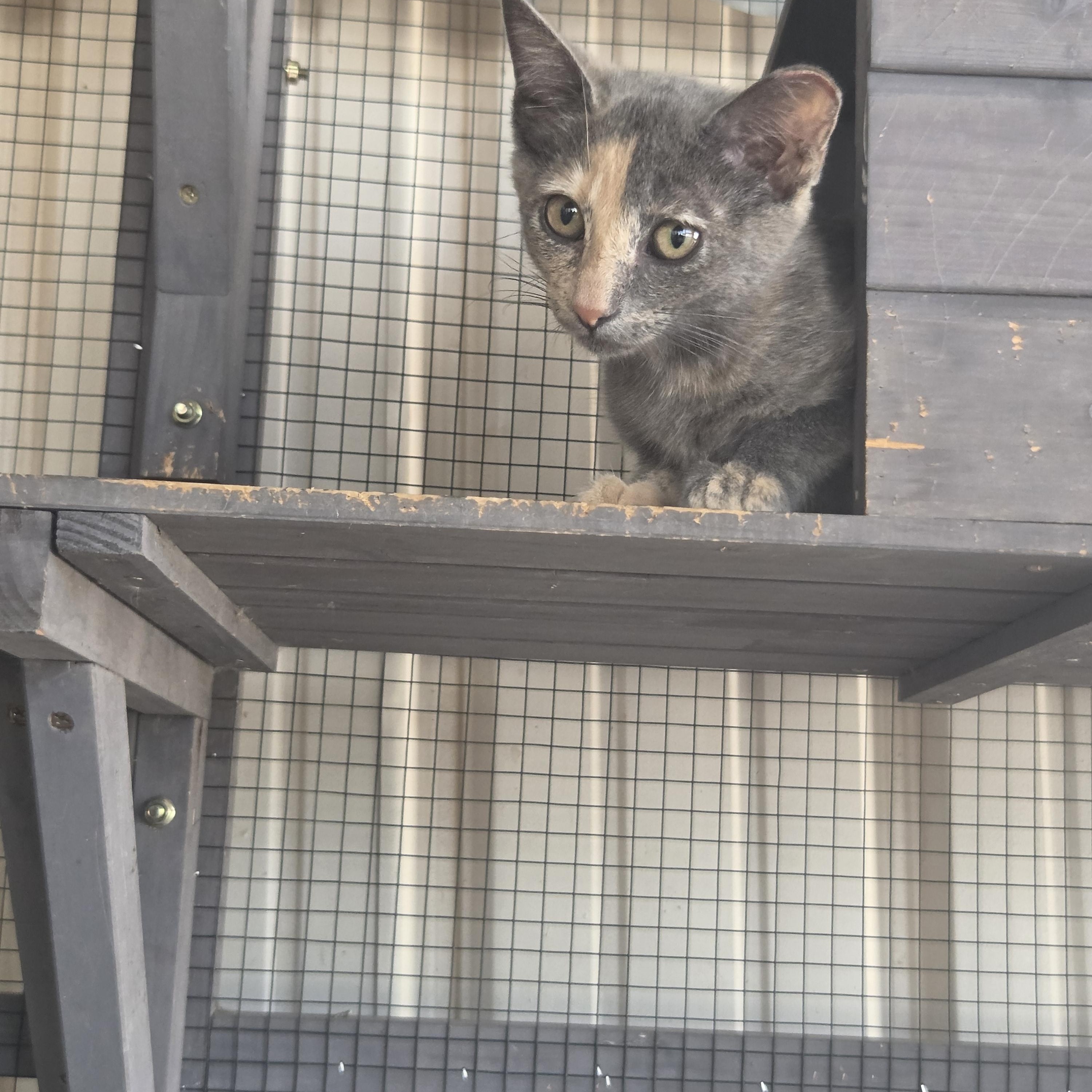 Wasabi, Adopted, Young Female Domestic Short Hair.