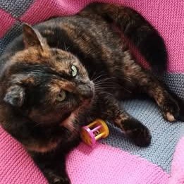 AUTUMN, a ADOPTABLE Domestic Short Hair in Wolcott, VT image 2/2