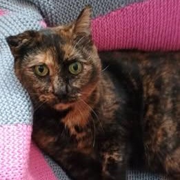 AUTUMN, ADOPTABLE, Senior Female Domestic Short Hair.