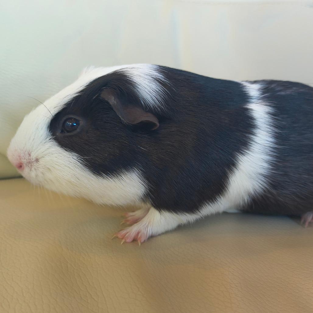 Han, Adoptable, Young Male Guinea Pig.