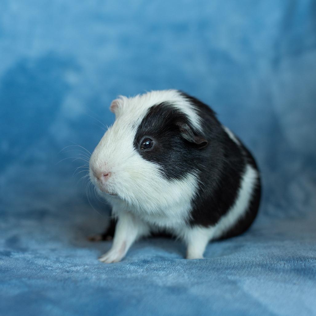 Han, Adoptable, Adult Male Guinea Pig.