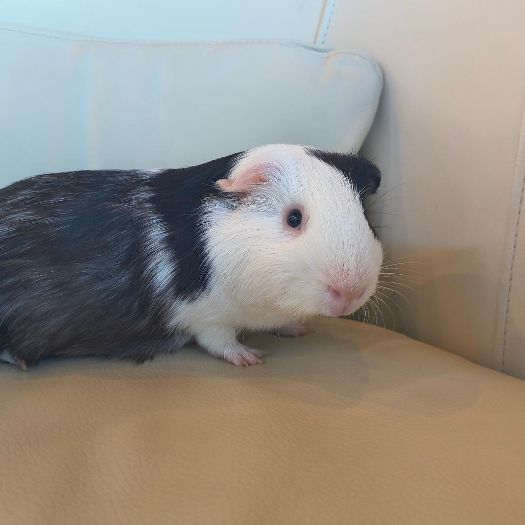 Enlarge Han, a Adoptable Guinea Pig in Warwick, RI image 2/3