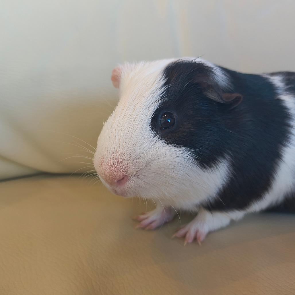 Enlarge Han, a Adoptable Guinea Pig in Warwick, RI image 3/3