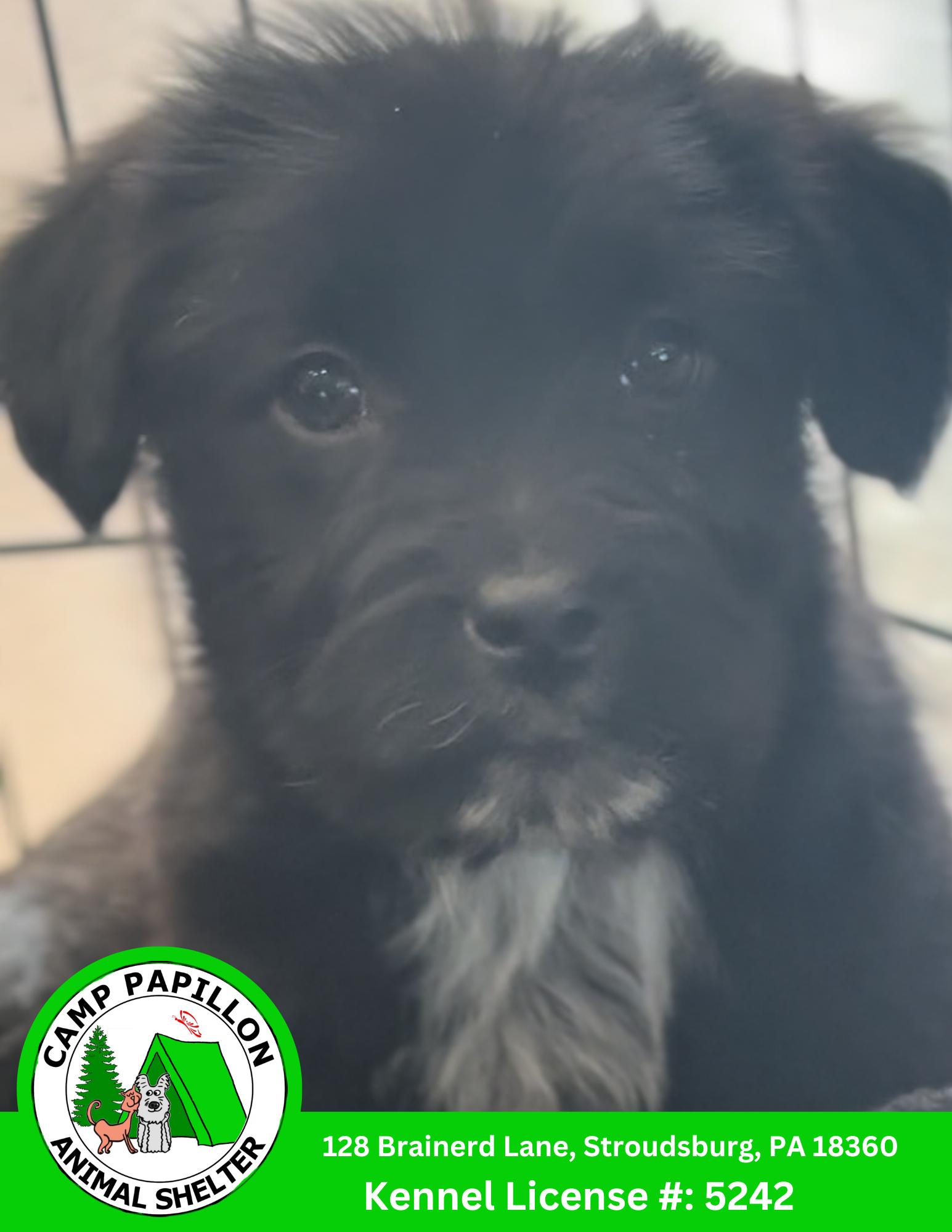 Two-Bit, Adoptable, Young Male Poodle & Golden Retriever.