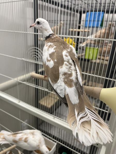 Clarinet (Cage 1), Adoptable, Adult Unknown Dove.