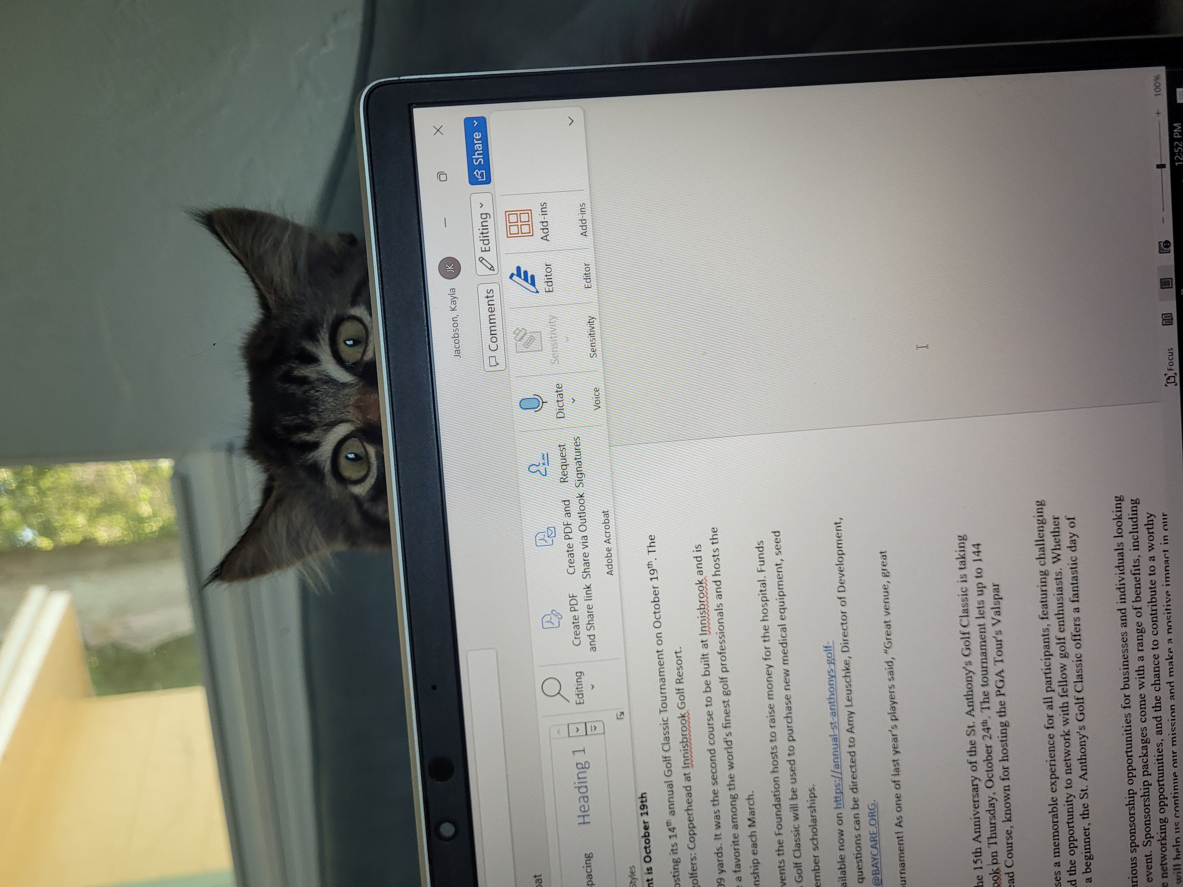 Enlarge Mint Chocolate Chip, a Adopted Tabby in Saint Pete Beach, FL image 3/4