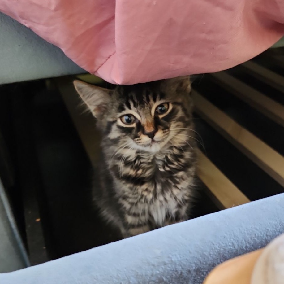 Enlarge Mint Chocolate Chip, a Adopted Tabby in Saint Pete Beach, FL image 2/4