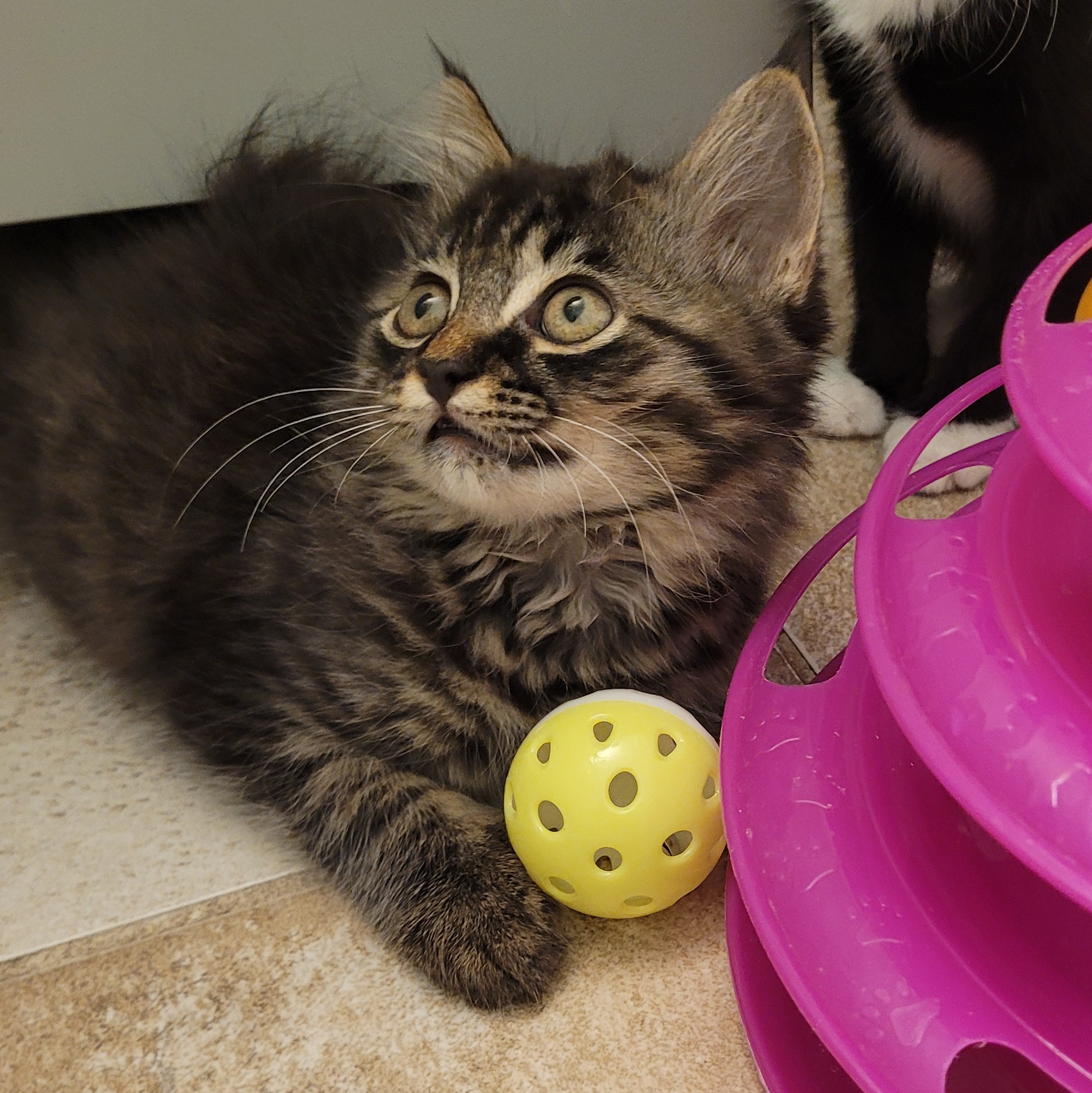 Mint Chocolate Chip, Adopted, Kitten Male Tabby.