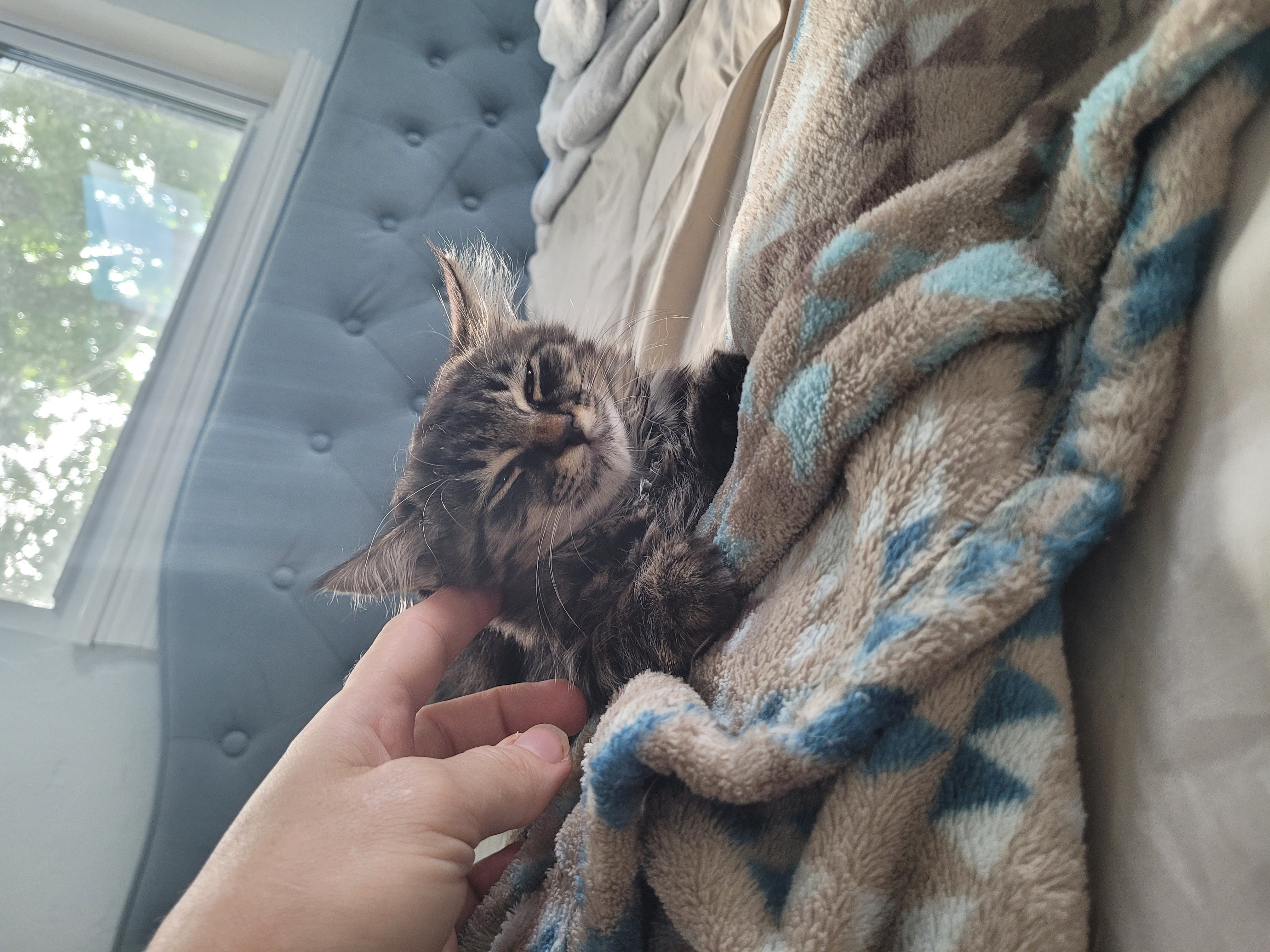 Enlarge Mint Chocolate Chip, a Adopted Tabby in Saint Pete Beach, FL image 4/4