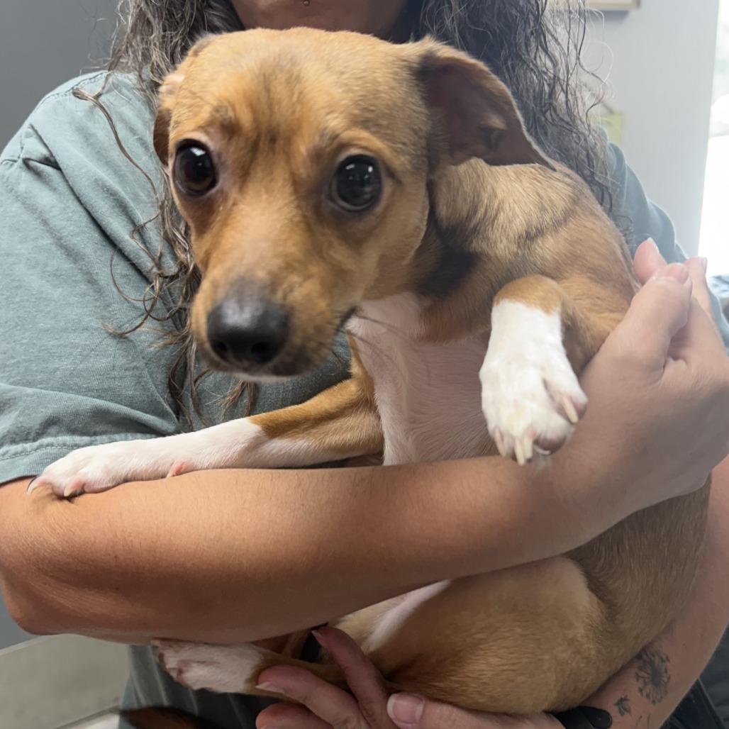 Enlarge Jude, a Adoptable mixed breed in Marion, VA image 1/1