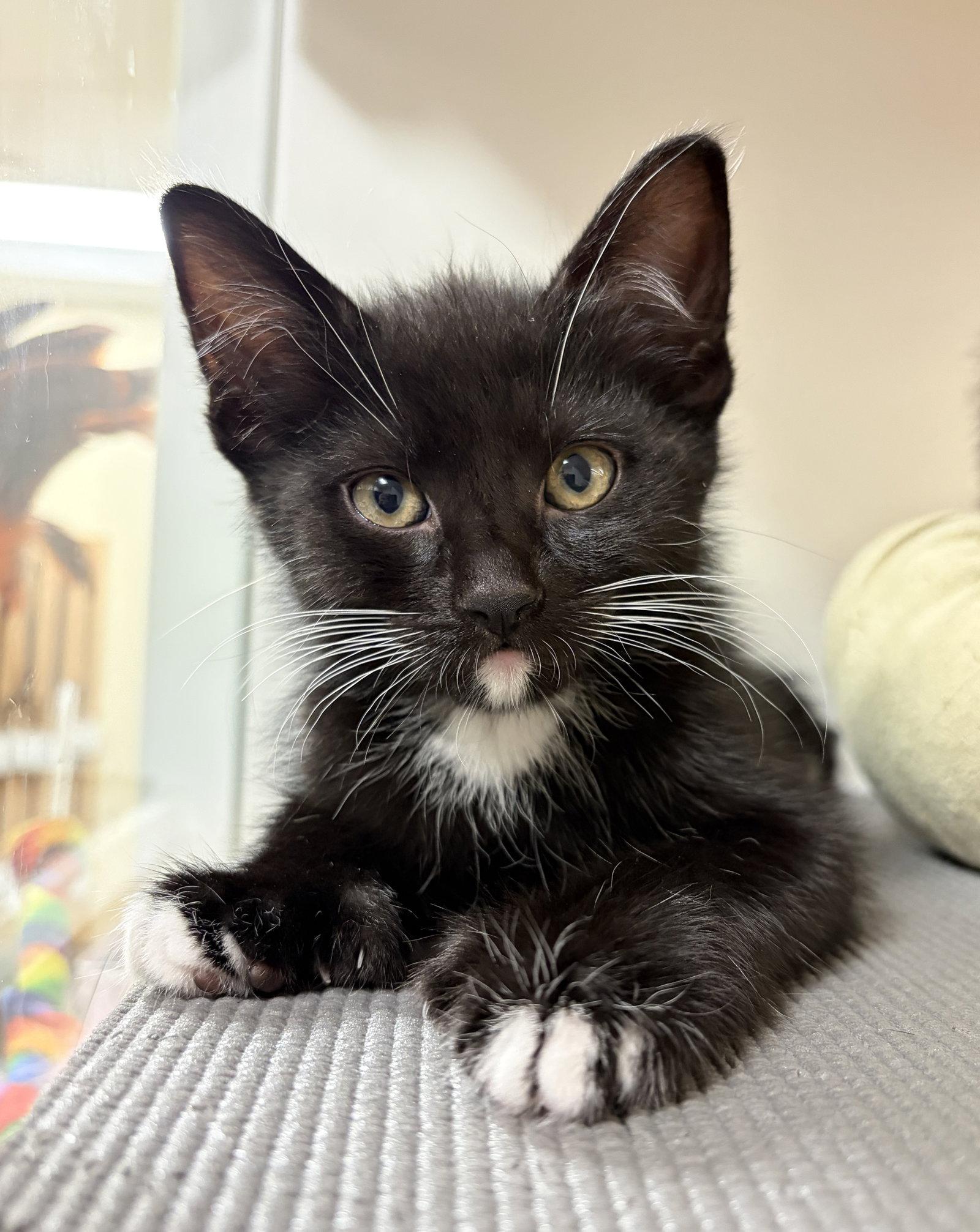 Enlarge Kodiak (bonded with Gobi), a Adopted Domestic Short Hair in Oakland, CA image 1/1