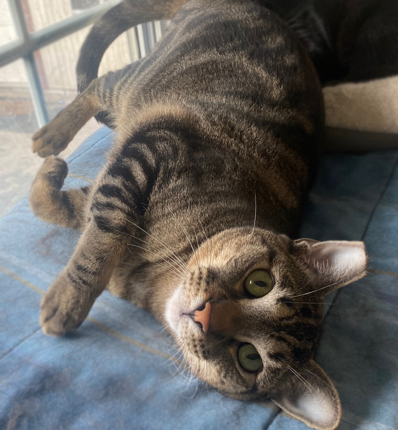 Whiskey, a Adoptable Domestic Short Hair in Pasadena, CA image 1/4