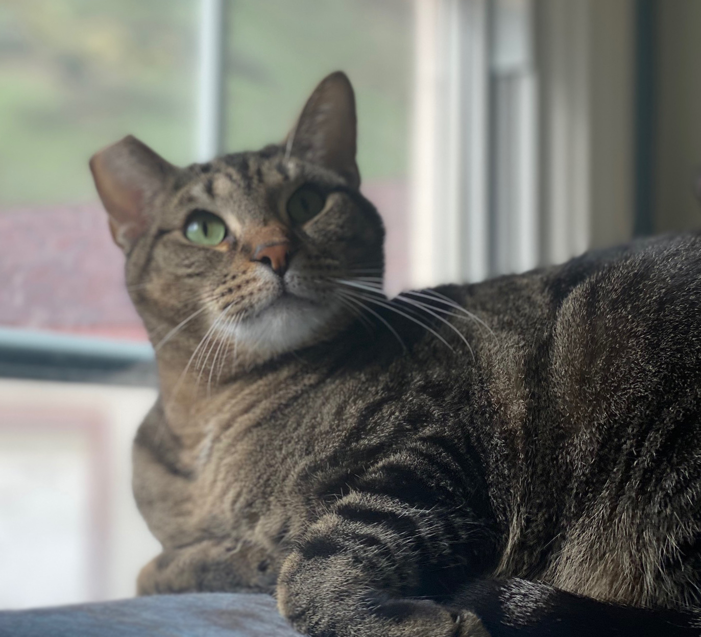 Whiskey, a Adoptable Domestic Short Hair in Pasadena, CA image 2/4