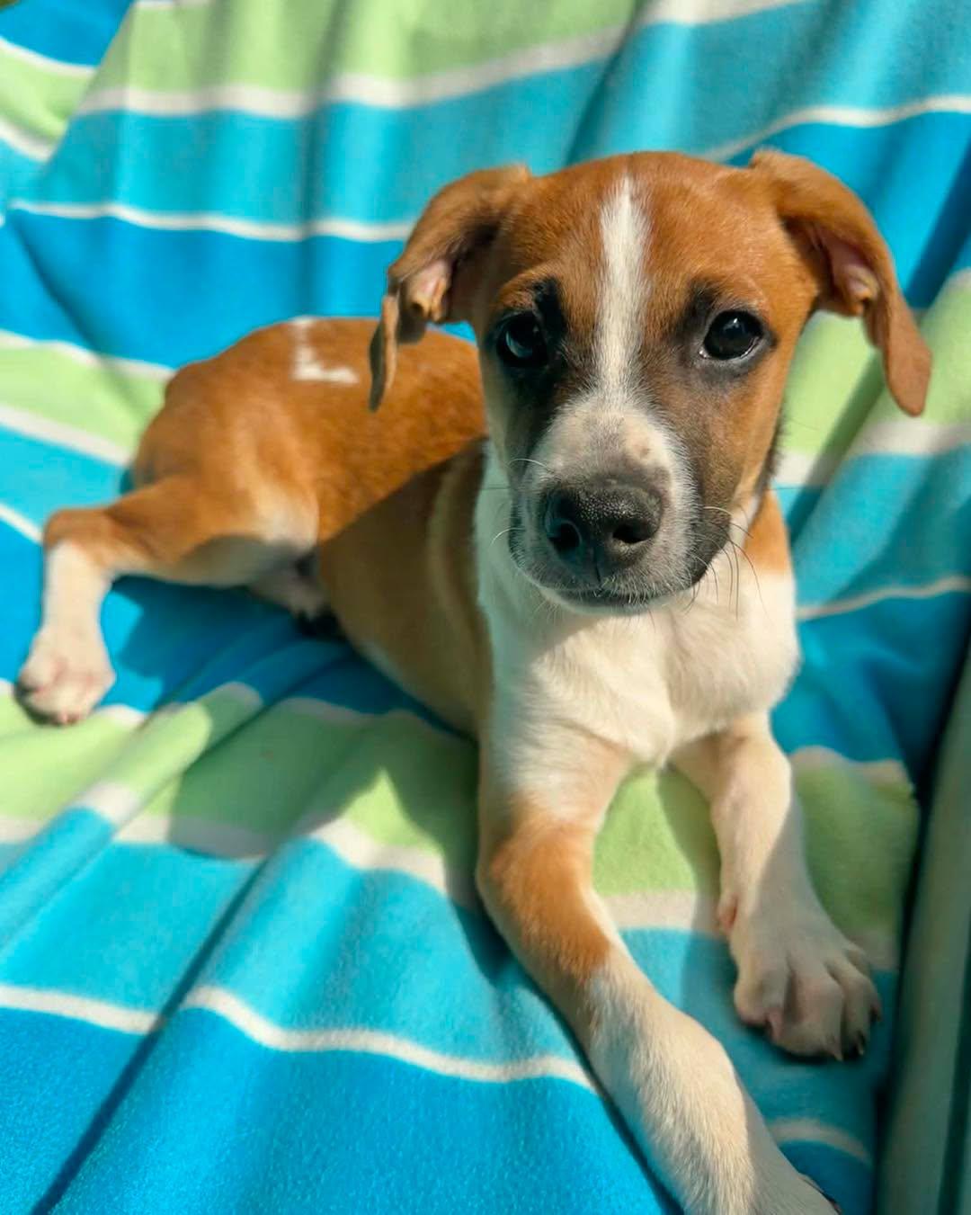 Mewtwo, Adoptable, Puppy Male Beagle & Boston Terrier.
