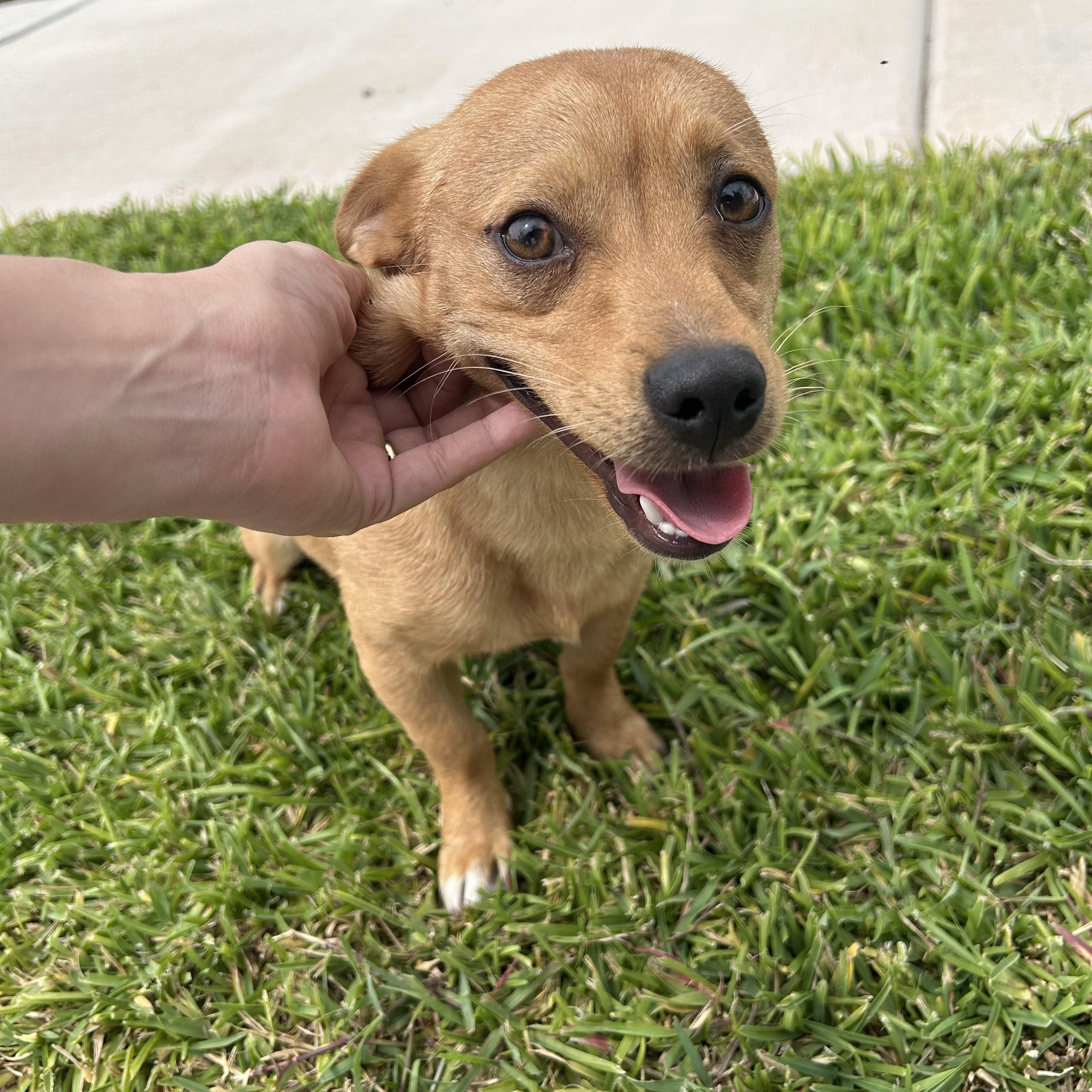 Chance, Young Male Chihuahua
