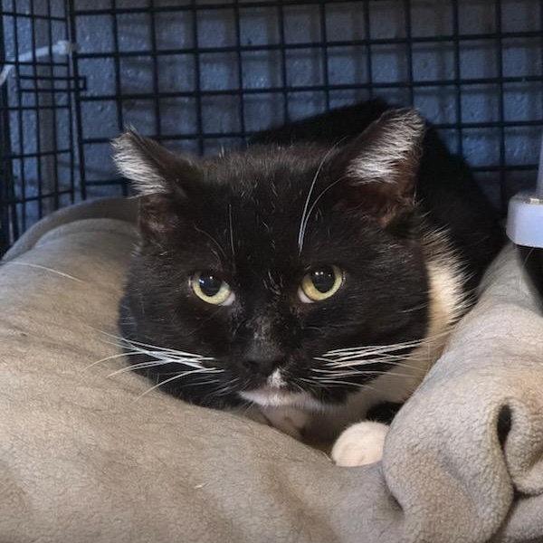 Lafayette, a Adoptable Domestic Short Hair in Newburgh, NY image 2/2