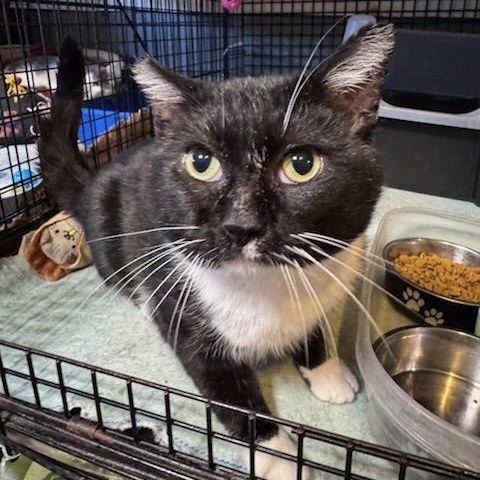 Lafayette, Adoptable, Adult Male Domestic Short Hair.