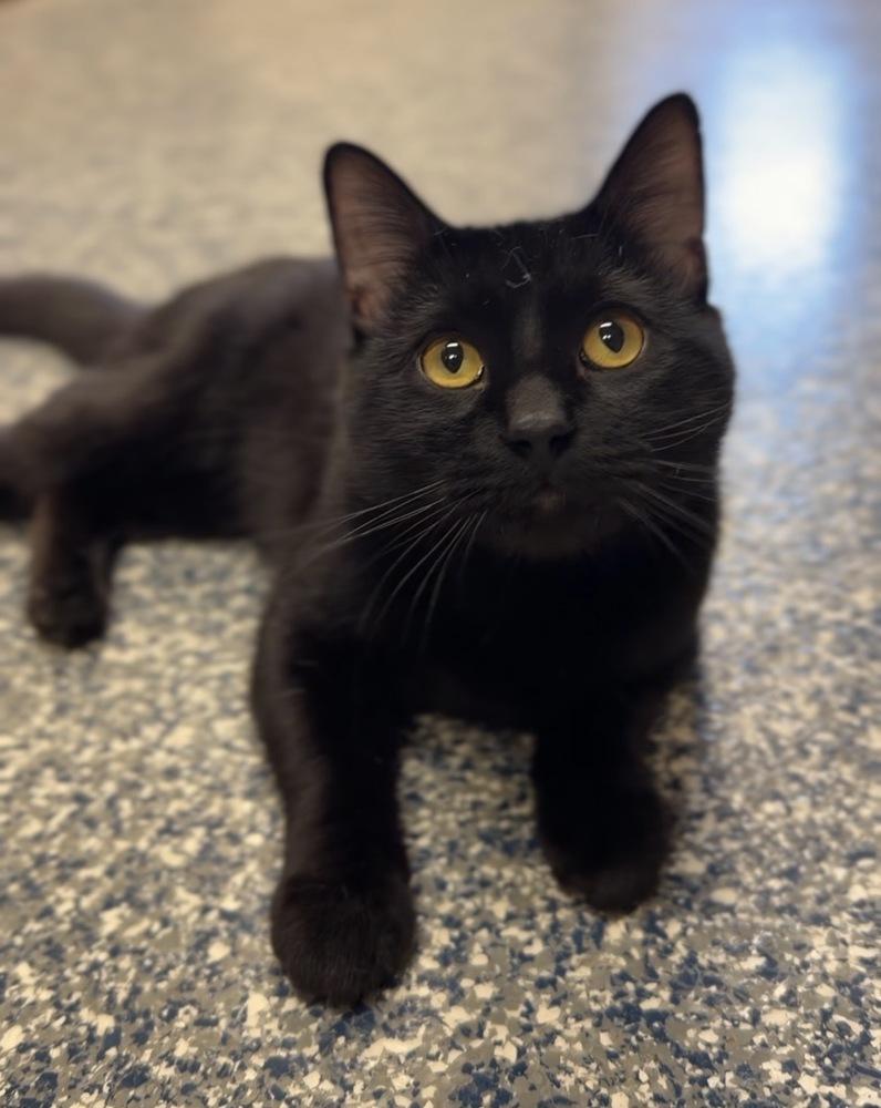 Bandit, Adoptable, Adult Male Domestic Short Hair.