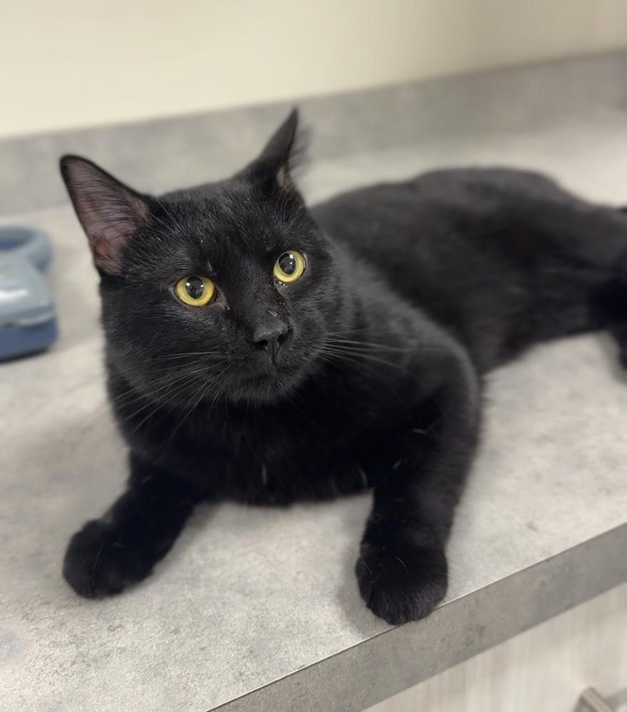 Enlarge Bandit, a Adoptable mixed breed in Bemidji, MN image 1/1