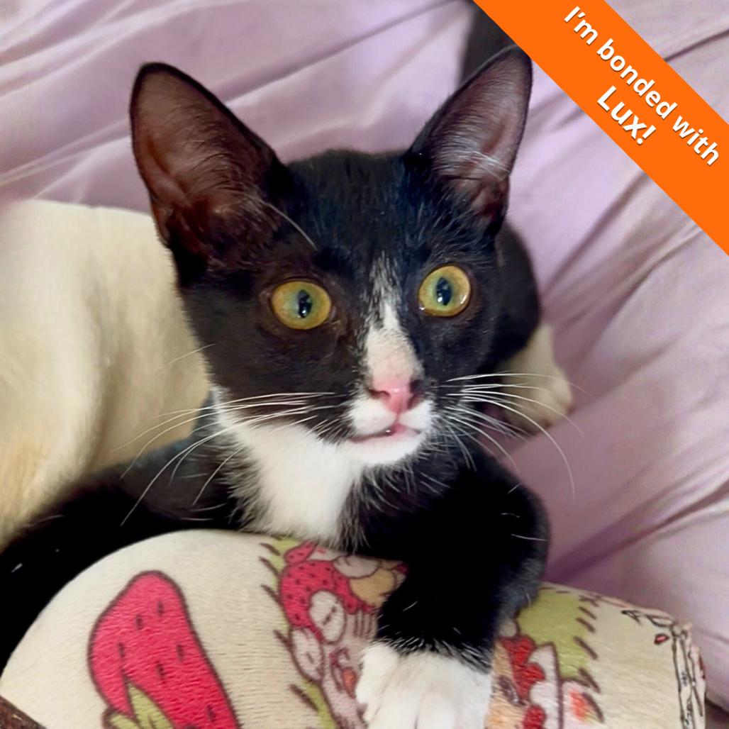 Tux, Adoptable, Young Female Domestic Medium Hair.