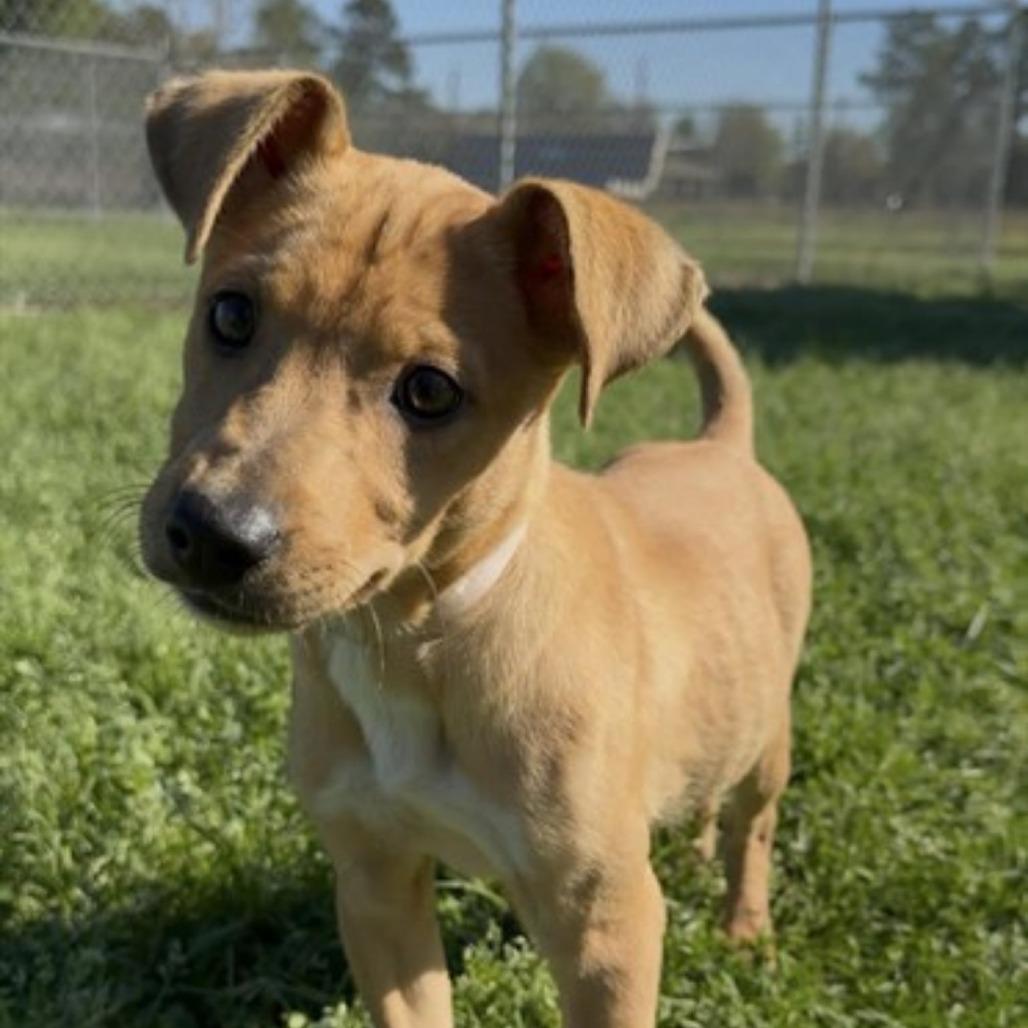 Enlarge Brownie, a Adoptable mixed breed in Tomah, WI image 1/6