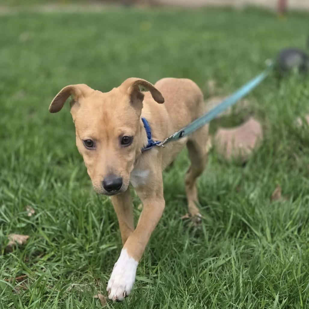 Enlarge Brownie, a Adoptable mixed breed in Tomah, WI image 2/6