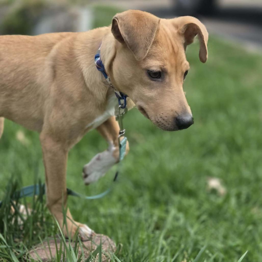 Enlarge Brownie, a Adoptable mixed breed in Tomah, WI image 3/6