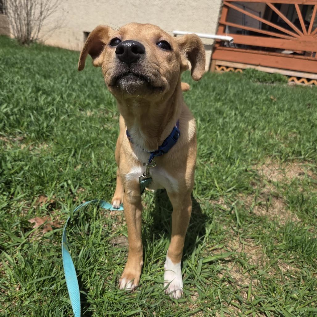 Enlarge Brownie, a Adoptable mixed breed in Tomah, WI image 4/6