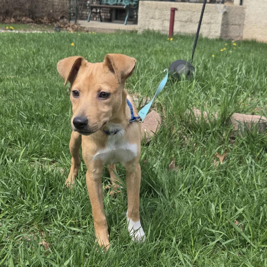 Enlarge Brownie, a Adoptable mixed breed in Tomah, WI image 5/6