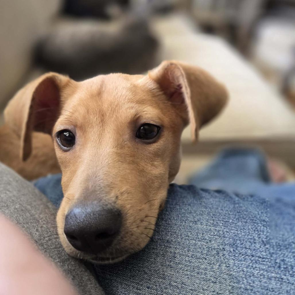 Enlarge Brownie, a Adoptable mixed breed in Tomah, WI image 6/6