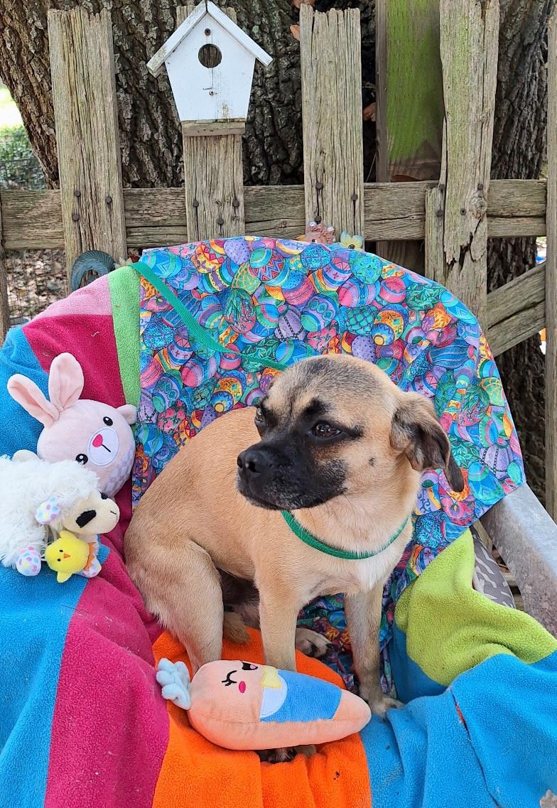 Enlarge Valente WV14281-T LOCAL Adoption Event in Woodinville 5-23, a Adoptable mixed breed in Woodinville, WA image 4/6
