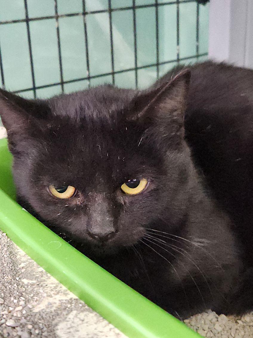 Armadillo, Adoptable, Adult Female Domestic Short Hair.