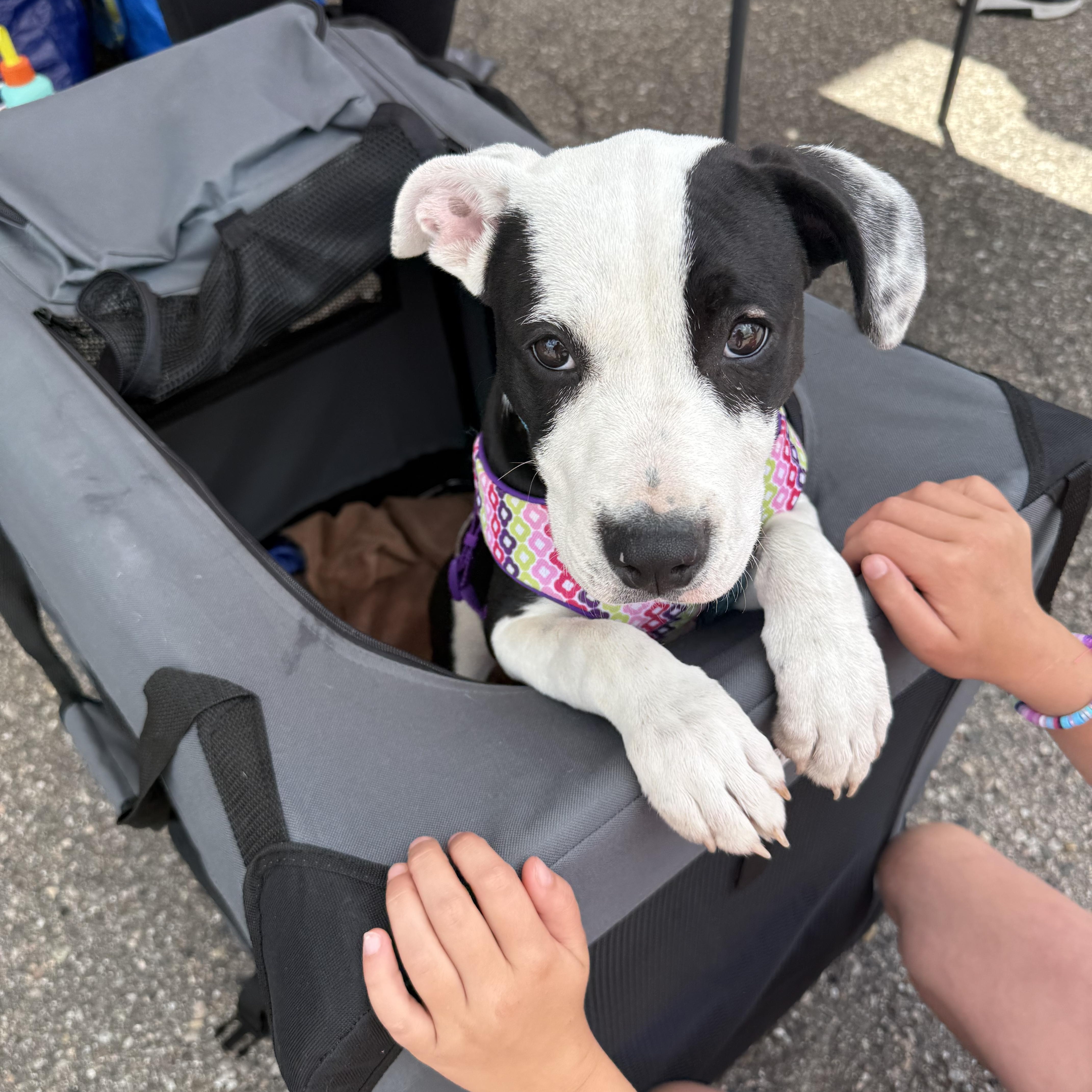 Enlarge Bee, a ADOPTABLE mixed breed in Pleasant Ridge, MI image 1/5