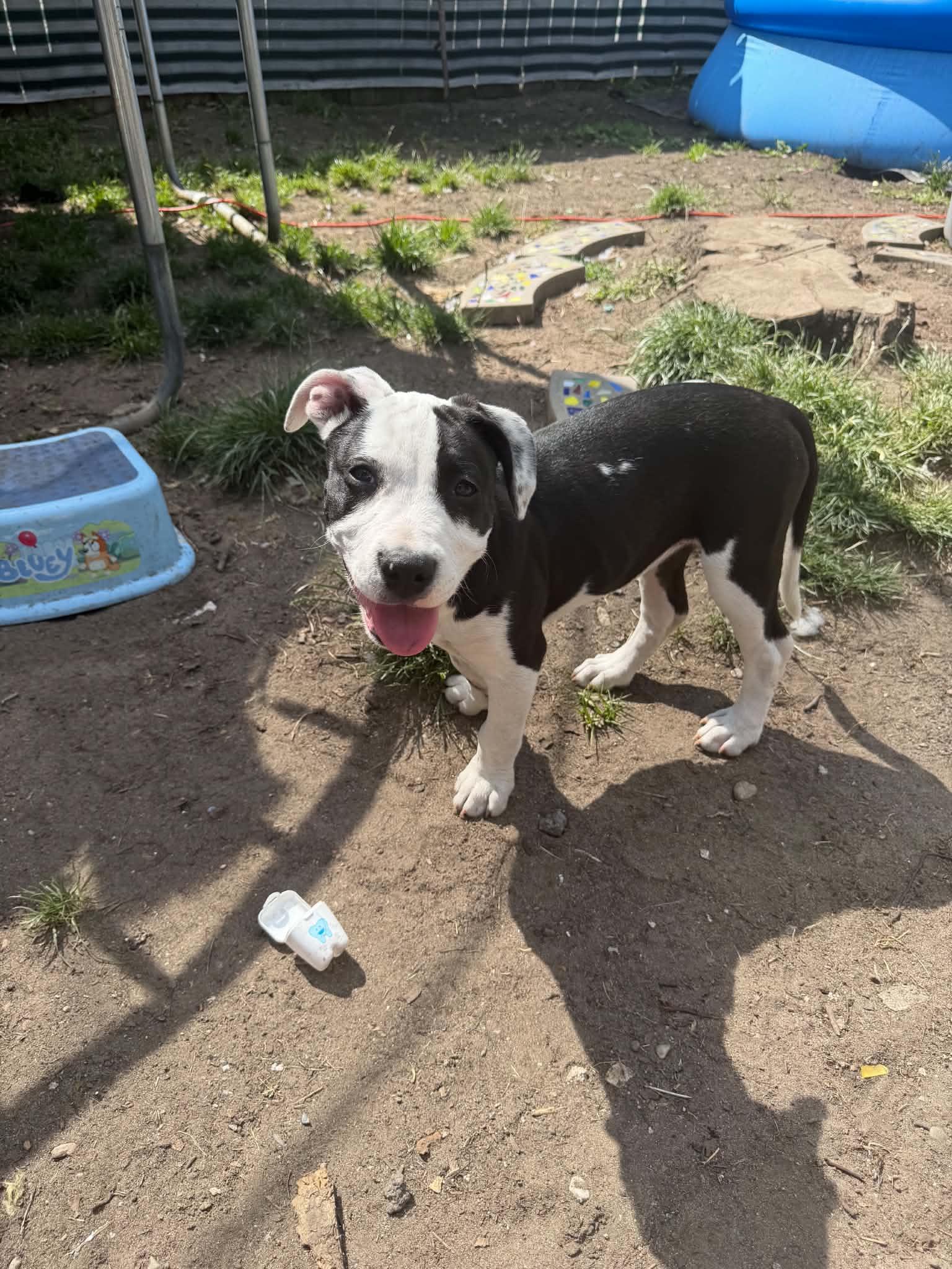 Enlarge Bee, a ADOPTABLE mixed breed in Pleasant Ridge, MI image 2/5