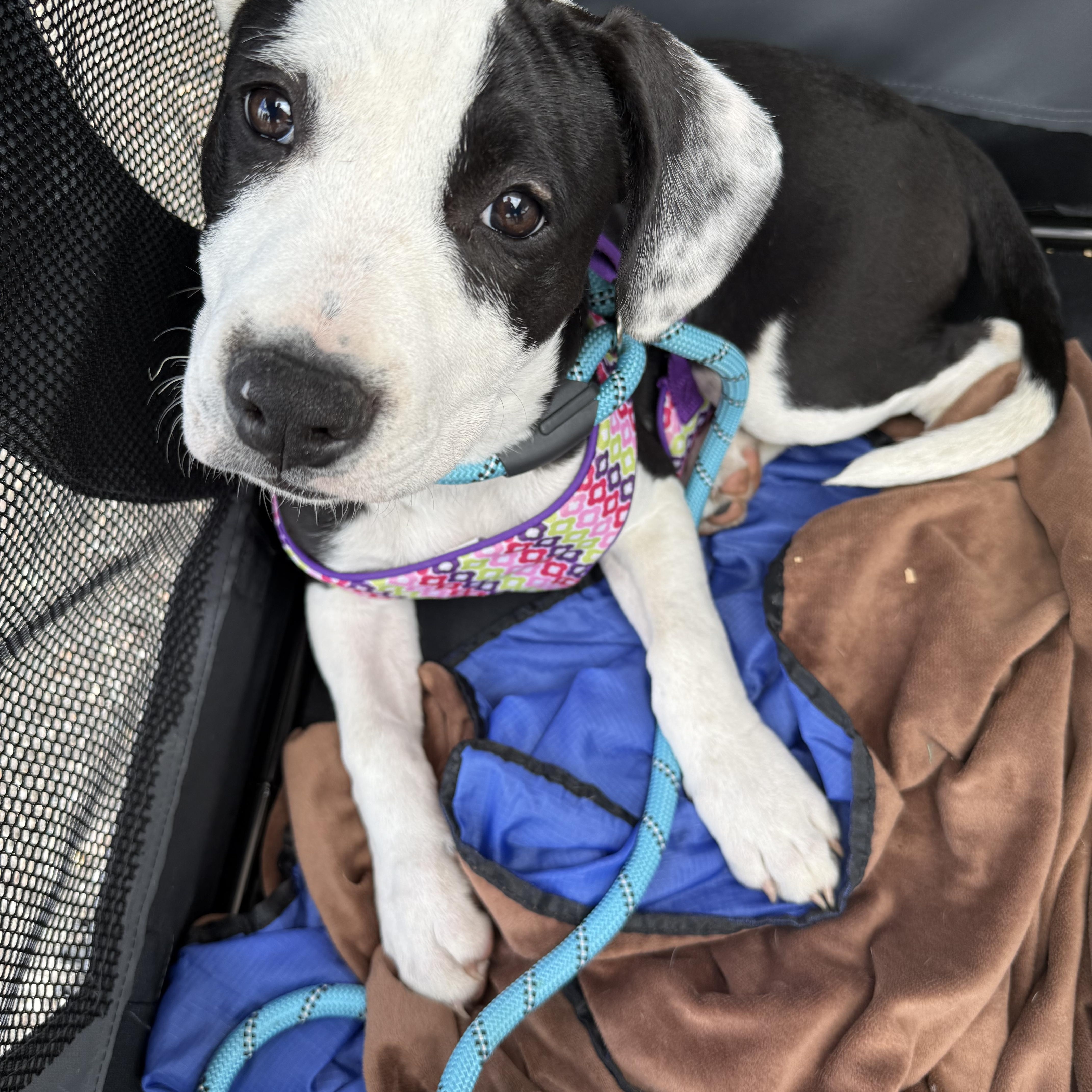 Enlarge Bee, a ADOPTABLE mixed breed in Pleasant Ridge, MI image 3/5