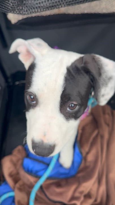 Enlarge Bee, a ADOPTABLE mixed breed in Pleasant Ridge, MI video 5/5