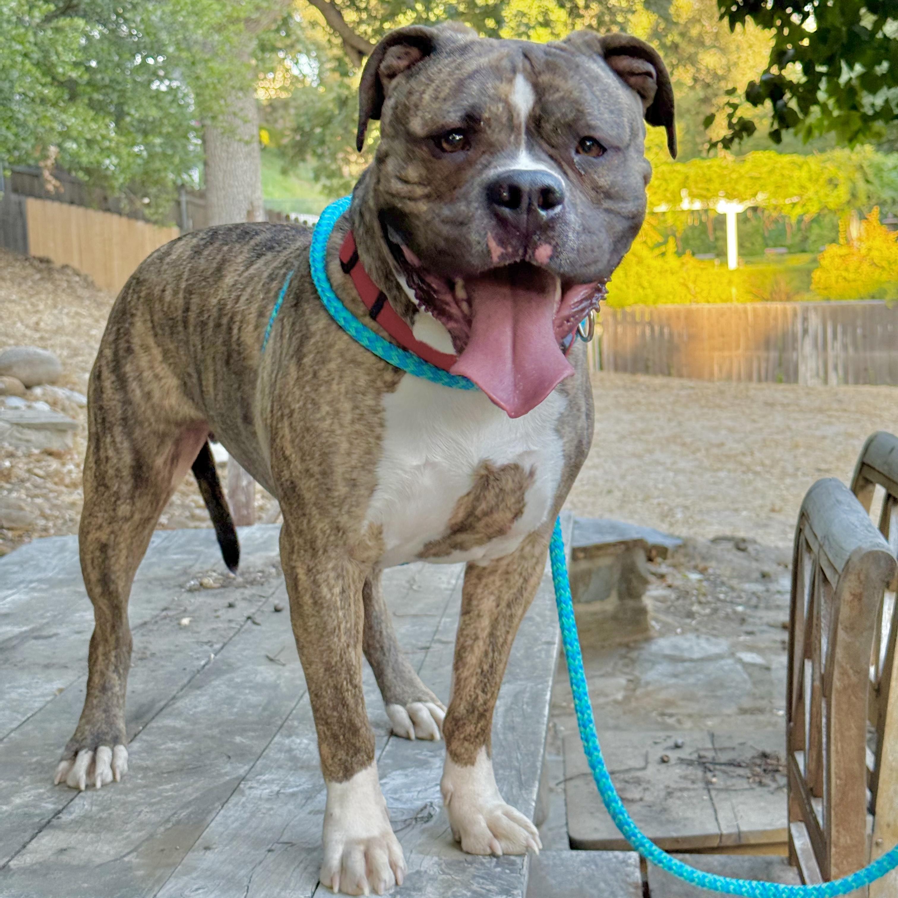 Fozzy, a Adoptable mixed breed in Studio City, CA image 3/5