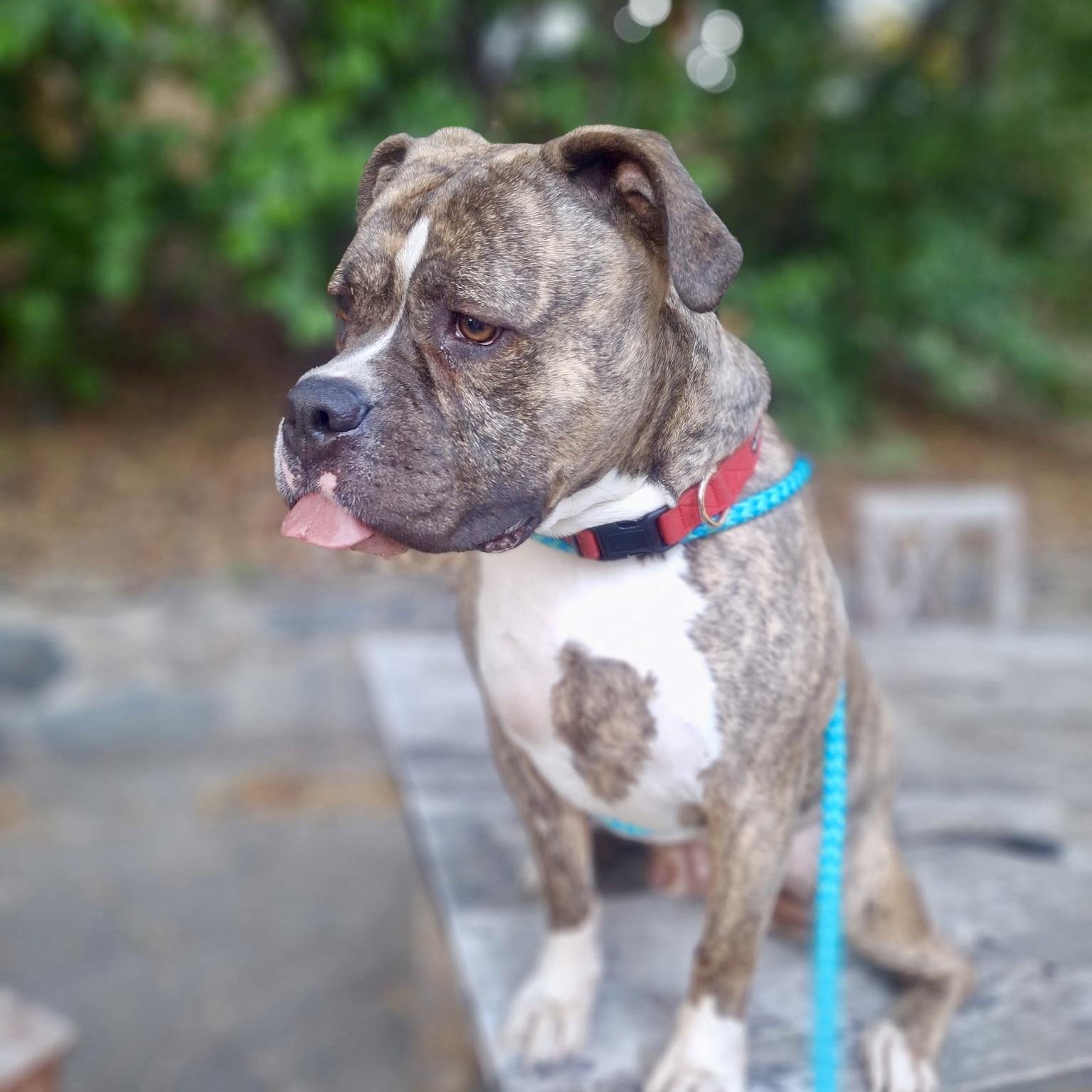Fozzy, Adoptable, Adult Male American Bulldog.
