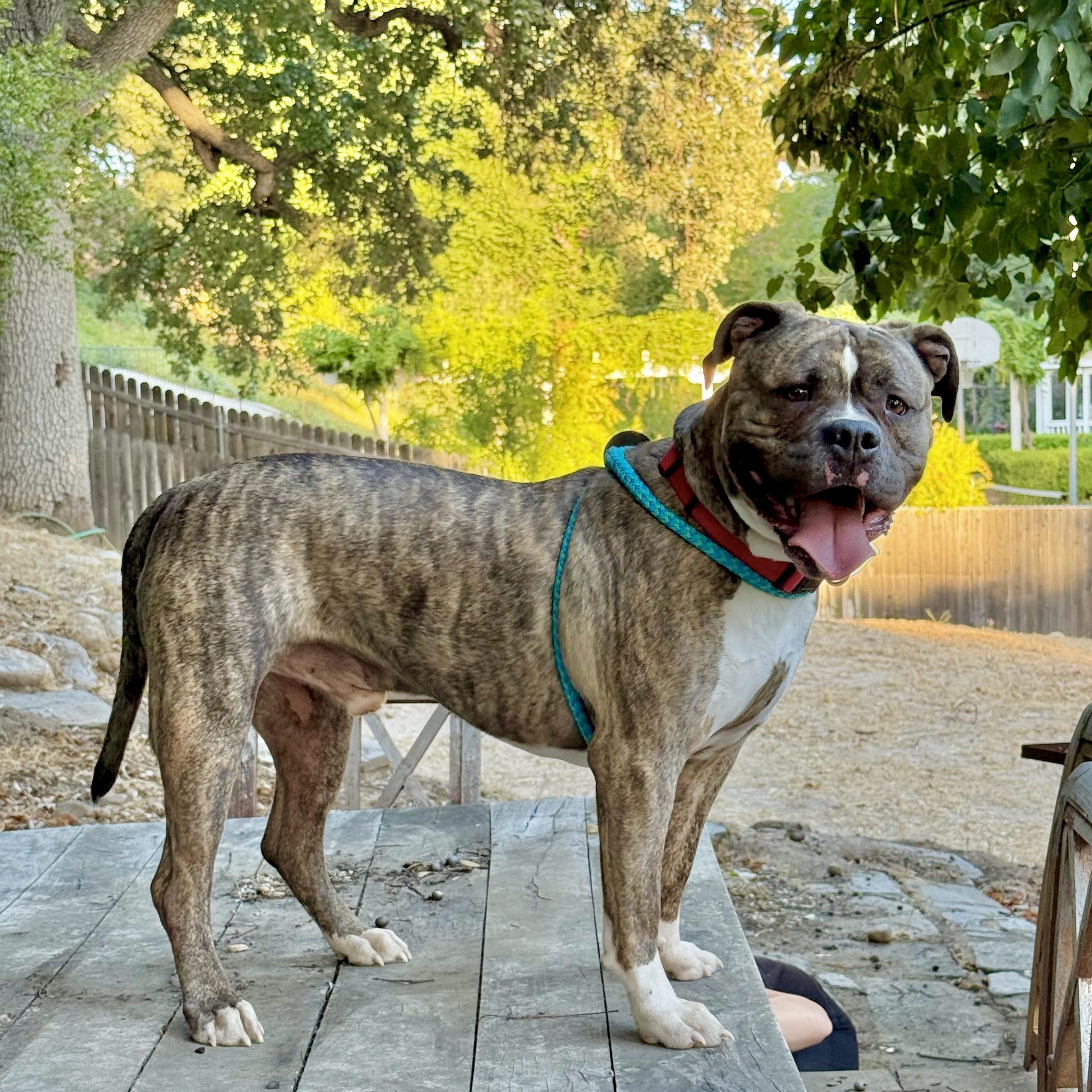 Fozzy, a Adoptable mixed breed in Studio City, CA image 5/5
